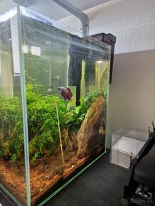 Predám zabehnuťé akvarium 31l - 4