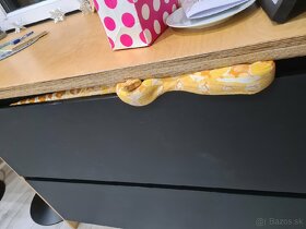 Had Boa constrictor, Veľhad kráľovský samec Sharp albino - 4