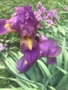 Iris/Kosatce fialové - 4