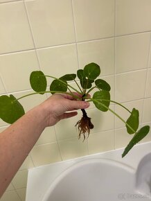 Pilea Peperomioides "sugar" - 4