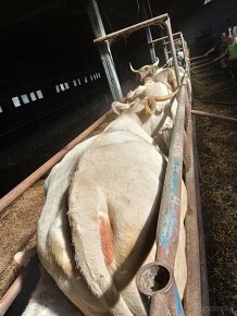 Mäsové kravy Charolais - 4