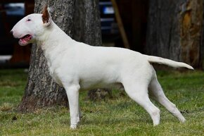 Bullterrier standard , bullterier, bulterier - 4