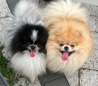 Pomeranian mini - 4