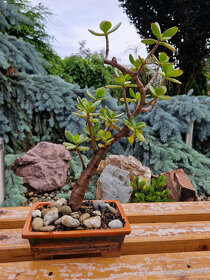 Sukulentný bonsaj 2 - tučnolist s bonsaj miskou - 4