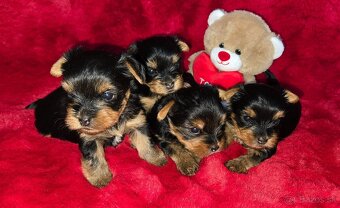 YORKSHIRE TERRIER S PP - 4