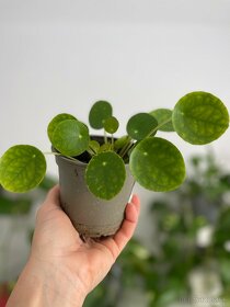 Pilea - krásna izbová rastlina - 4