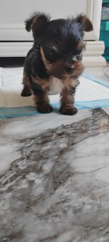 Predám Yorkshire terrier mini - 4