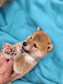 shiba inu - 4