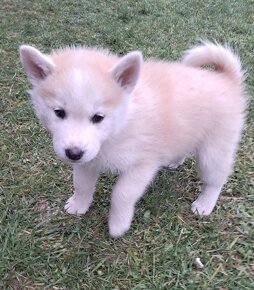 Šteniatka na predaj. Husky ×akita inu - 4