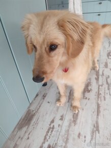 Zlatý Retriever ( kríženec ) - 10 mesačné šteňa. - 4