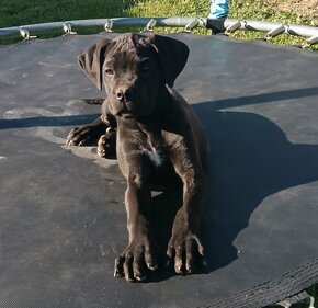 Cane Corso - 4