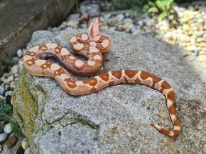 Veľhad Královský-Boa Constrictor mláďatá - 4