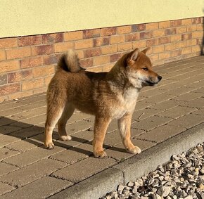 Shiba inu s PP. - 4