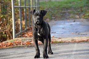 Cane Corso štěňátka s FCI PP - 4