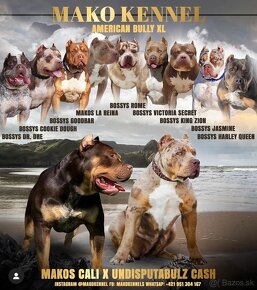 American bully xl - 4