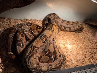 Velhad kralovsky , boa constrictor - 4