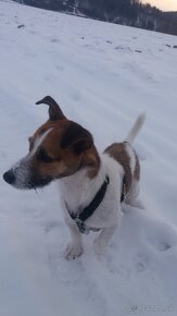 Jack Russell - 4