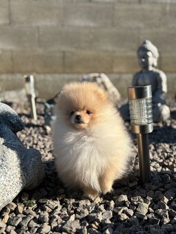 Pomeranian - 4