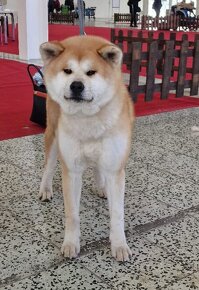 Akita inu - šteniatka s PP - plánovaný vrh na jeseň - 4