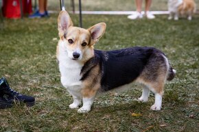 Welsh corgi pembroke s PP - 4