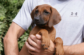 Rhodesian Ridgeback nevystavný pes FCI - 4