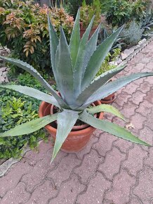 Predám pekny velky agave kaktus - 4