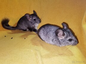 Činčila (Chinchilla Lanigera) - 4