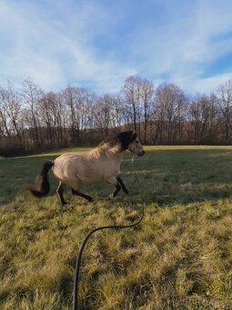 Atraktívny pony žrebec - 4