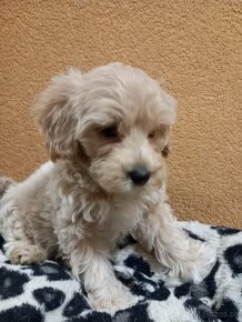 Maltipoo - 4