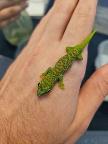 Phelsuma madagascariensis grandis/ Felzuma madagaskarská - 4