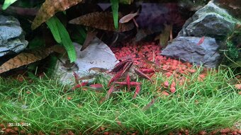 Neocaridina red cherry - 4