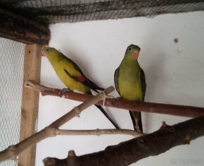 Papagáj  horský  -  chovný pár - 4