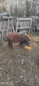 Predám Durok-Mangalica,kanca 7 mesacny,55 kg,cca na chov - 4