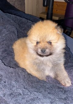 Pomeranian-mini špic - 4