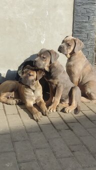 Cane Corso s PP - 4