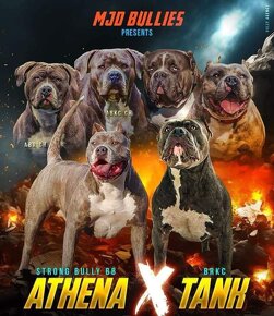 American Bully XL - 4