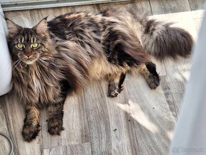 MAINE COON - Mainská mývalia s PP - 4