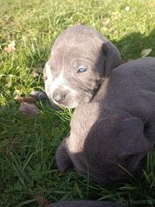 Cane Corso - 4