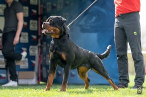 Rottweiler šteniatka, rtw, rotwajler, rotty, rotvajler, rot - 4