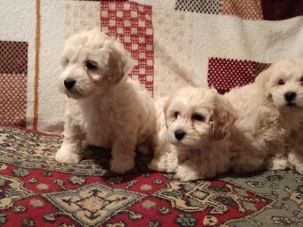 Maltipoo - 4