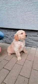 Golden retriever - 4