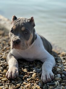 American Bully XL - 4