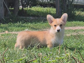 Welsh corgi penbroke - 4