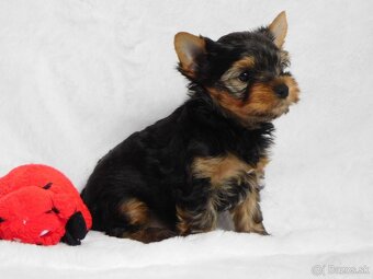 Yorkshire terrier spp - 4