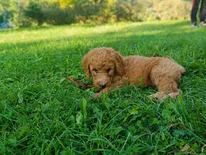 Goldendoodle - 4