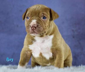 American bully Xl - 4