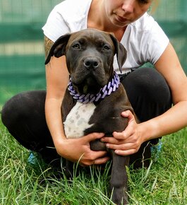 Štěňata American Bully Xl - XXL Bloodline DDK9 - 4