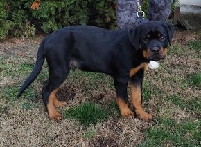 Šteniatko Rottweilera s PP - 4