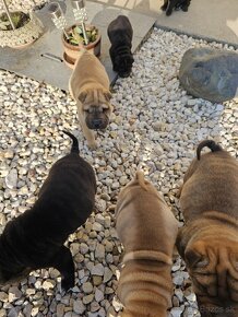 Shar-pei , šarpej,sharpej,sarpej,sarpei šteniatká - 4