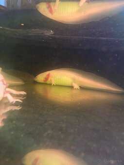 Axolotl mexicky - 4